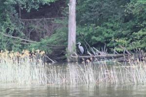 River Heron